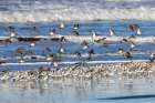 Sanderlings take flight along the Pacific Ocean surf at Cape Disappointment, Washington State, USA Art Print